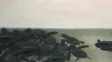 Yavru deniz kaplumbağaları yumurtadan çıktıktan sonra ve okyanusta vahşi doğaya bırakılmadan önce geçici bir havuzda. Düzinelerce siyah yavru yapay bir gölette yüzüyor.