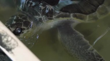 Sahildeki üreme havuzunda yumurtalarını bıraktıktan sonra yetişkin bir deniz kaplumbağasının 4K görüntüsü. Vahşi doğada tekrar yaşaması için serbest bırakılmadan önce geçici bir göletteki deniz kaplumbağasının yakınına.