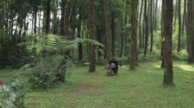 Doğada dinlenmek ve tek başına huzurlu bir hayatın tadını çıkarmak için iki çam ağacı arasına bir hamak bağlama süreci. Bir maceraperest güzel ve yemyeşil bir çam ormanına hamak kuruyor.