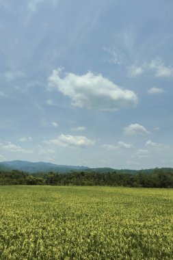 A very large rice field area with a backdrop of hills and trees on a sunny day. green rice fields in a beautiful and calm village with a blue sky as a background, so beautiful and peaceful clipart