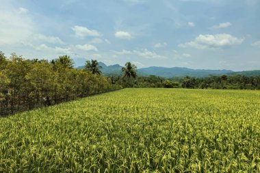 A very large rice field area with a backdrop of hills and trees on a sunny day. green rice fields in a beautiful and calm village with a blue sky as a background, so beautiful and peaceful clipart