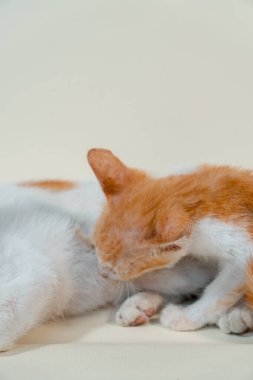 Beyaz çizgili anne kedinin beyaz arka planda bir aylık kedisiyle yakınlığı. Portakallı bir kedi yavrusunun annesini emzirmesi ve onunla oynaması.