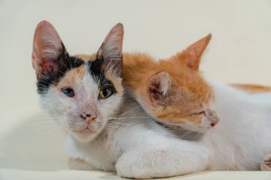 Beyaz çizgili anne kedinin beyaz arka planda bir aylık kedisiyle yakınlığı. Portakallı bir kedi yavrusunun annesini emzirmesi ve onunla oynaması.