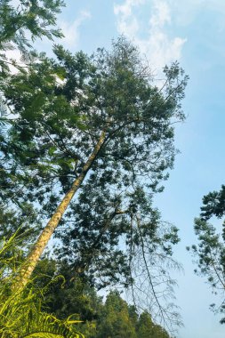 The vast hilly area is a tropical forest dominated by lush trees. This green hilly area with several fallen or broken trees due to wind and lightning was photographed on a clear day clipart