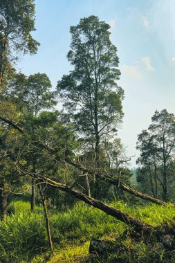 The vast hilly area is a tropical forest dominated by lush trees. This green hilly area with several fallen or broken trees due to wind and lightning was photographed on a clear day clipart