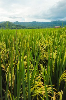 Güzel bir köydeki büyük pirinç tarlasında neredeyse sarı çeltik tarlasına yakın. Pirinç tarlalarının arkaplanı ve bereketli pirinç. Kulaklı çiğ pirinç sapı, organik tarım kavramı..