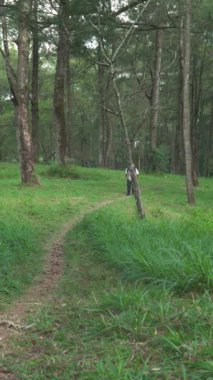 Solo Hiker sırtında bir sırt çantasıyla çeşitli arazilerle vahşi doğada yürür. Asyalı erkek maceracı ormanın ortasında tek başına, yemyeşil ağaçlar ve kalın yeşil otlar arasında yürüyor.