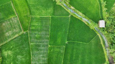 Geniş ve düzgün düzenlenmiş pirinç tarlası manzarası. Yeşil pirinç tarlalarından oluşan hava manzarası. Güzel kırsal bölgelerde çizgiler ve teraslar var.