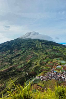 Landscape Mount Sindoro from a close distance with clouds around the peak on a sunny morning. The beautiful and green view of Mount Sindoro from the top of the hill at an altitude of 1800 mdpl clipart