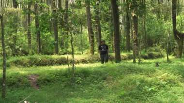 Sırt çantasında uzun otlarla sık bir çam ormanında gezen yalnız bir maceraperest. Asyalı erkek gezgin, sık ağaçlar ve kalın yeşil otlar arasında tek başına bir orman bölgesinde yürüyor.