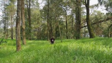 Sırt çantasında uzun otlarla sık bir çam ormanında gezen yalnız bir maceraperest. Asyalı erkek gezgin, sık ağaçlar ve kalın yeşil otlar arasında tek başına bir orman bölgesinde yürüyor.