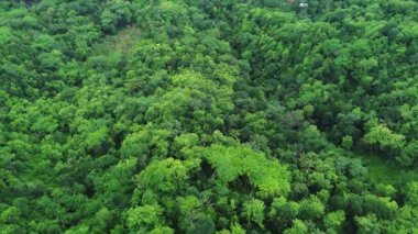Yeşil tepelerin, iyi korunmuş bir ekosistemi olan güzel bir pirinç tarlası görüntüsü. Yeşil tepeler ve sakin pirinç tarlalarından oluşan hava manzarası.