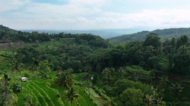 Yeşil tepelerin, iyi korunmuş bir ekosistemi olan güzel bir pirinç tarlası görüntüsü. Yeşil tepeler ve sakin pirinç tarlalarından oluşan hava manzarası.