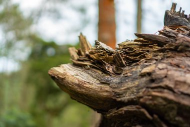 Gövde ayrıntıları ve bir çam ağacının dalları. Bokeh arka planı olan bazı bölgelerde artık sağlam değiller. Orman bölgesinde tamamlanmamış bir durumla bir ağaç gövdesini kapatın.
