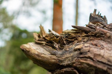 Gövde ayrıntıları ve bir çam ağacının dalları. Bokeh arka planı olan bazı bölgelerde artık sağlam değiller. Orman bölgesinde tamamlanmamış bir durumla bir ağaç gövdesini kapatın.