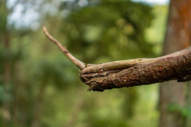 Gövde ayrıntıları ve bir çam ağacının dalları. Bokeh arka planı olan bazı bölgelerde artık sağlam değiller. Orman bölgesinde tamamlanmamış bir durumla bir ağaç gövdesini kapatın.