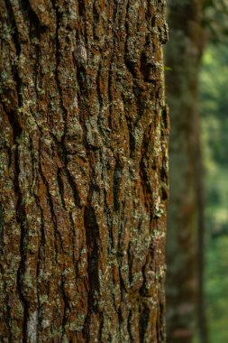Çam ağacı kabuğunun bazı kısımları yosunlu ve arka planda bokeh. Yoğun bir ormandaki bir çam ağacının gövdesine yakın. Arka planda bulanık bir kabuğu var.