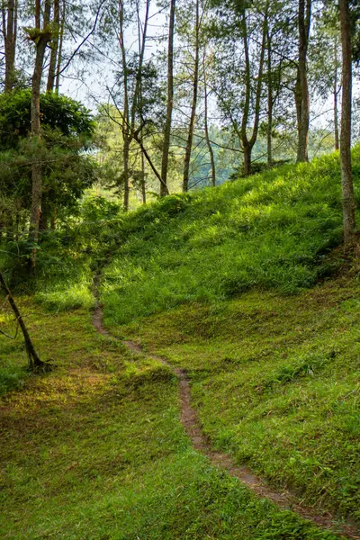 Uçsuz bucaksız tepe, yoğun yeşil ağaçların hakim olduğu tropikal bir ormandır. Birkaç ağaç ve geniş bir çim alanı olan yeşil tepe, aydınlık bir sabah fotoğraflandı