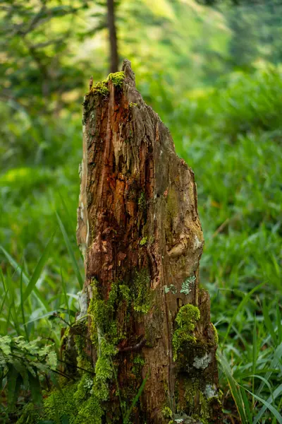 Gövde ayrıntıları ve bir çam ağacının dalları. Bokeh arka planı olan bazı bölgelerde artık sağlam değiller. Orman bölgesinde tamamlanmamış bir durumla bir ağaç gövdesini kapatın.