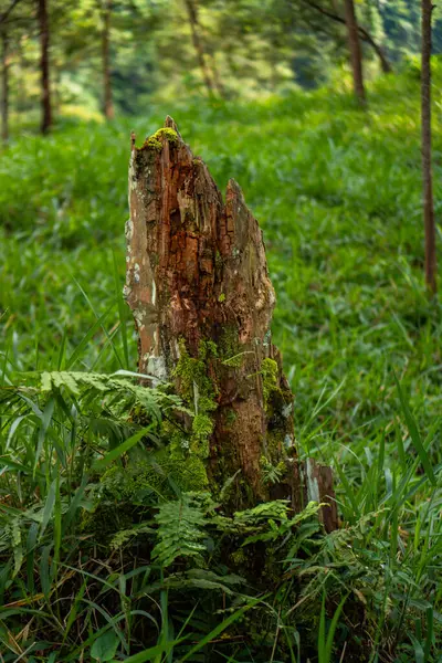 Gövde ayrıntıları ve bir çam ağacının dalları. Bokeh arka planı olan bazı bölgelerde artık sağlam değiller. Orman bölgesinde tamamlanmamış bir durumla bir ağaç gövdesini kapatın.