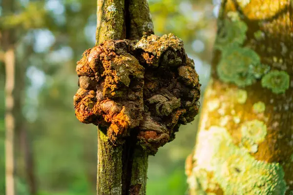 Gövde ayrıntıları ve bir çam ağacının dalları. Bokeh arka planı olan bazı bölgelerde artık sağlam değiller. Orman bölgesinde tamamlanmamış bir durumla bir ağaç gövdesini kapatın.