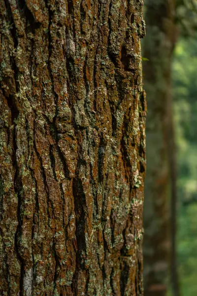 Çam ağacı kabuğunun bazı kısımları yosunlu ve arka planda bokeh. Yoğun bir ormandaki bir çam ağacının gövdesine yakın. Arka planda bulanık bir kabuğu var.