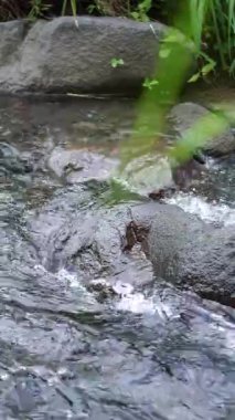 Net su akışının olduğu sakin doğal bir manzaranın portre videosu, doğada rahatlama için huzurlu bir atmosfer yaratıyor. Etrafında kayalar ve çimenler akan nehir suyunun doğal atmosferi..