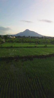Önünde yeşil pirinç tarlaları olan karanlık gökyüzündeki bir volkanın havadan görünüşü. Drone görüntüleri, güneş doğmadan önce Sleman, Yogyakarta, Endonezya 'daki Merapi Dağı' nın güzelliğini gösteriyor.