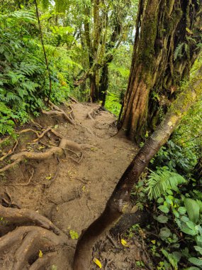 Dağlık orman bölgesinde yoğun yosun kaplı ağaçların manzarası, yeşil yosunlarla kaplı yeşil yapraklar ve dallar ormanın esrarengiz etkisini artırıyor..