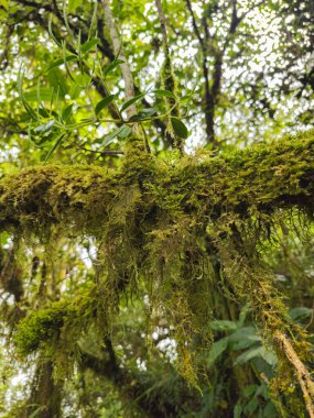 Dağlık orman bölgesinde yoğun yosun kaplı ağaçların manzarası, yeşil yosunlarla kaplı yeşil yapraklar ve dallar ormanın esrarengiz etkisini artırıyor..