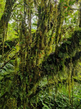 Dağlık orman bölgesinde yoğun yosun kaplı ağaçların manzarası, yeşil yosunlarla kaplı yeşil yapraklar ve dallar ormanın esrarengiz etkisini artırıyor..