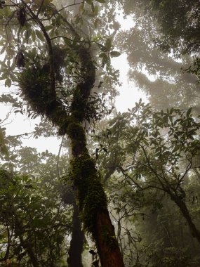 Dağlık orman bölgesinde yoğun yosun kaplı ağaçların manzarası, yeşil yosunlarla kaplı yeşil yapraklar ve dallar ormanın esrarengiz etkisini artırıyor..