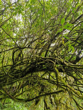 Dağlık orman bölgesinde yoğun yosun kaplı ağaçların manzarası, yeşil yosunlarla kaplı yeşil yapraklar ve dallar ormanın esrarengiz etkisini artırıyor..