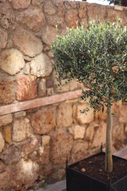 Bir saksının içindeki zeytin bitkisinin dikey görüntüsü.