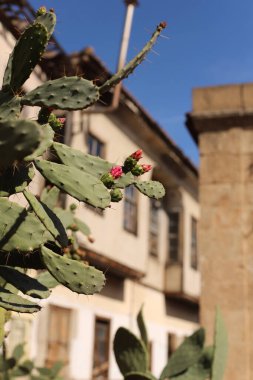 beautiful flowers and cactus in the garden 