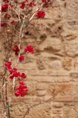 Kırmızı Bougainvillea eski şehirde