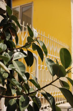 Bahçede sarı duvar ve incir ağacı