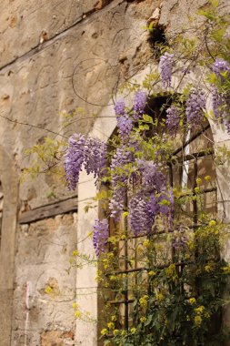Güzel çiçekler eski duvarda salkım salkım