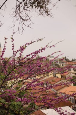Baharda kırmızı kiremit çatılı, pembe çiçekli eski şehir manzarası