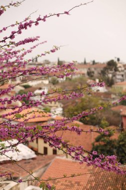 Bahçede güzel pembe çiçekler Eski şehirde kırmızı kiremit çatılı