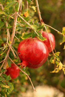 Bahçedeki bir dalda olgun kırmızı bir nar.