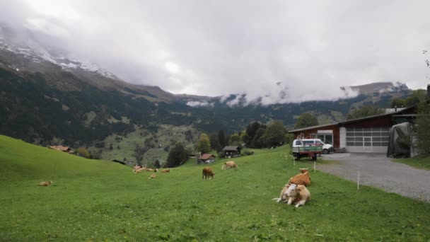 Ελβετία Ορεινό Έδαφος Αγελάδα Τρώει Γρασίδι Φάρμα Πράσινο Γρασίδι Αγελάδα — Αρχείο Βίντεο