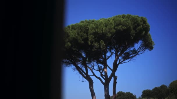 Trä Ett Grönt Piney Träd Lämnar Vinglar Vinden Sommar Solen — Stockvideo