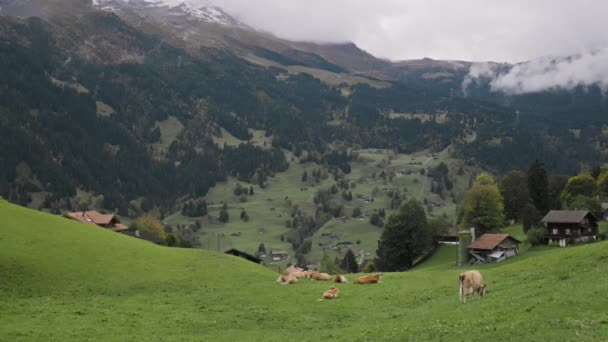 Cows Lying Grass Alpine Cows Piss Lawn Animal Cattle Switzerland — Stok video