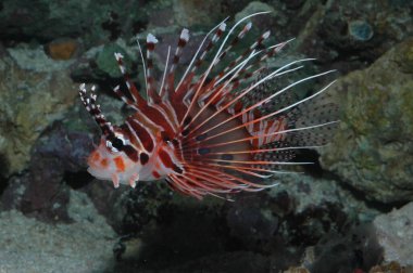 Deniz tabanında bir Kırmızı Aslan Balığının (Pterois antennata) yakın plan çekimi