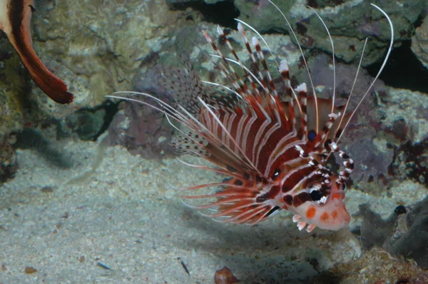 珊瑚礁中的红鱼 — 图库照片