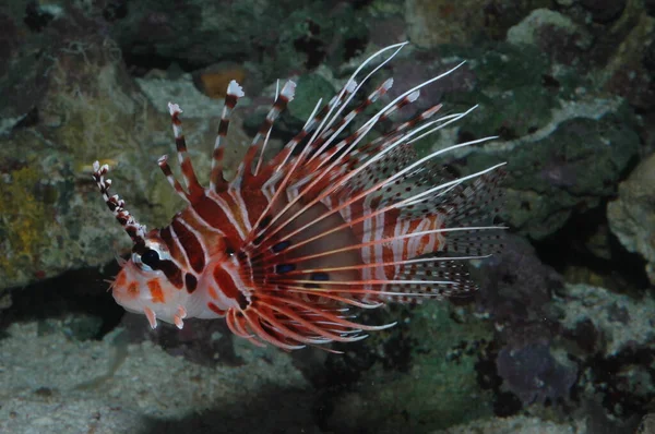 Deniz tabanında bir Kırmızı Aslan Balığının (Pterois antennata) yakın plan çekimi
