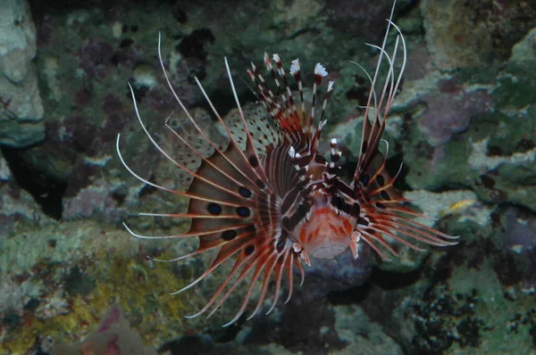 Close Red Lionfish Pterois Antennata Seafloor — Stok Foto