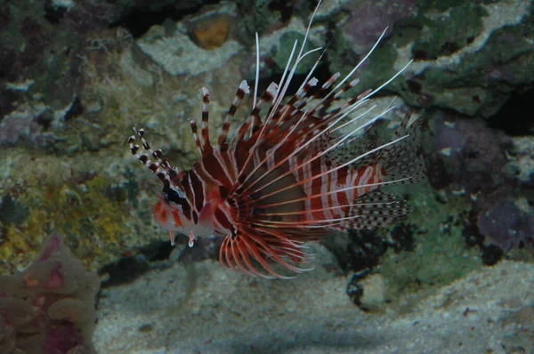 Close Red Lionfish Pterois Antennata Seafloor — Stock Photo, Image