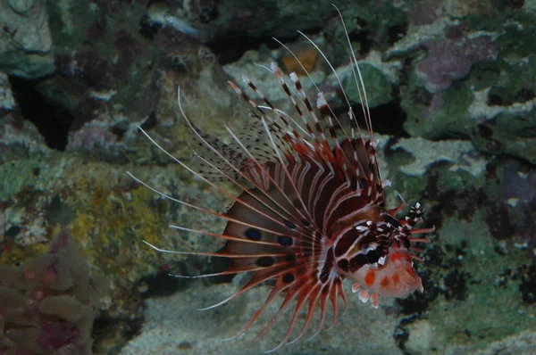 Deniz tabanında bir Kırmızı Aslan Balığının (Pterois antennata) yakın plan çekimi